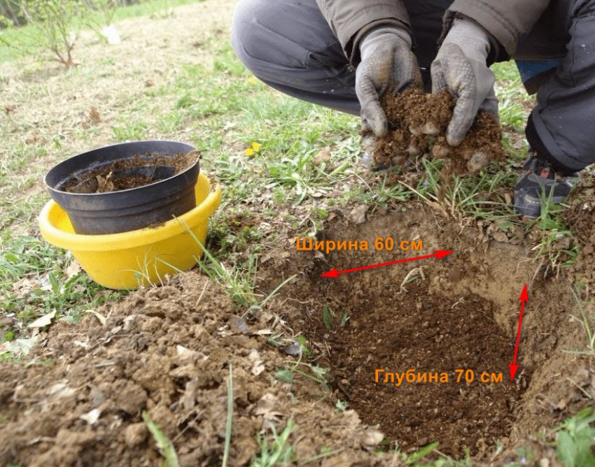 Підготовка посадкової ями Підготовка посадкової ями