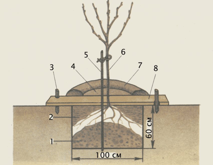 Як підготувати і посадити саджанці на ділянці