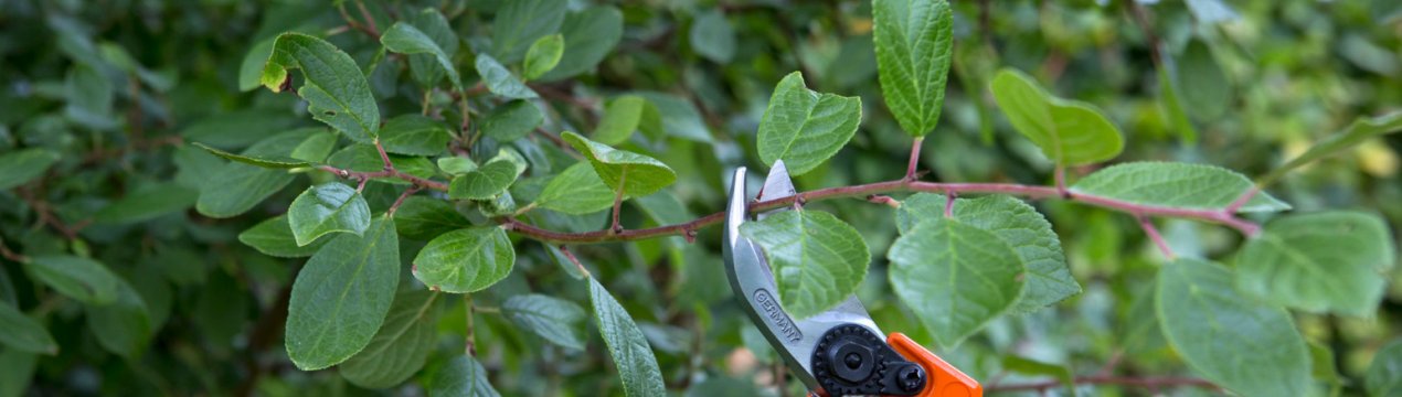 Особливості правильної обрізки злив