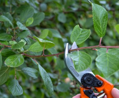 Особливості правильної обрізки злив