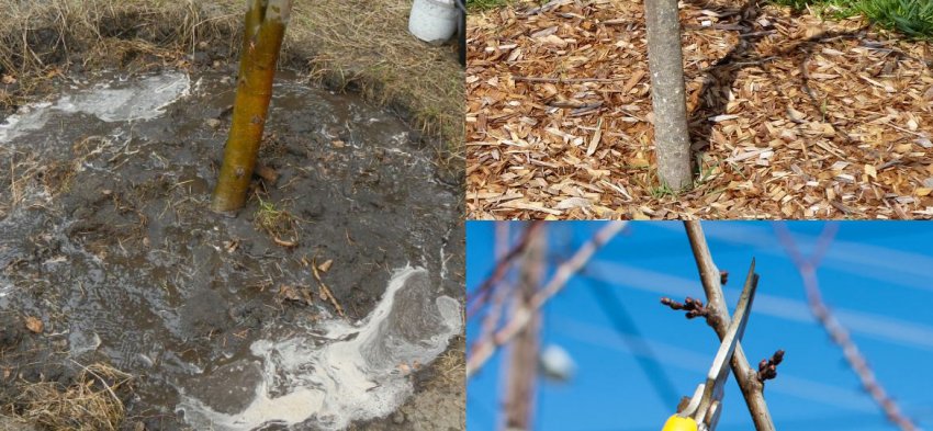 Догляд за сливою Догляд за сливою