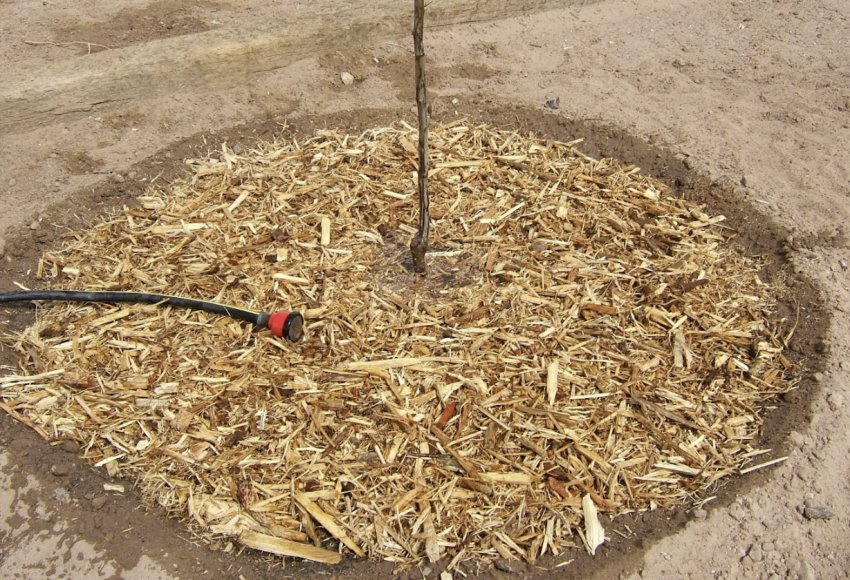 Мульчування сливи перед зимою