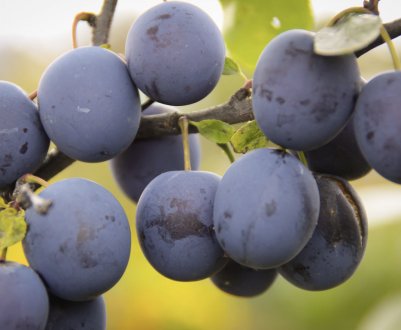 Опис і вирощування терносливи Гордість Сибіру