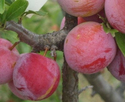 Опис і характеристика сорти китайської сливи Червоний куля