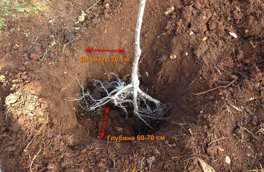 Підготовка посадкової ями
