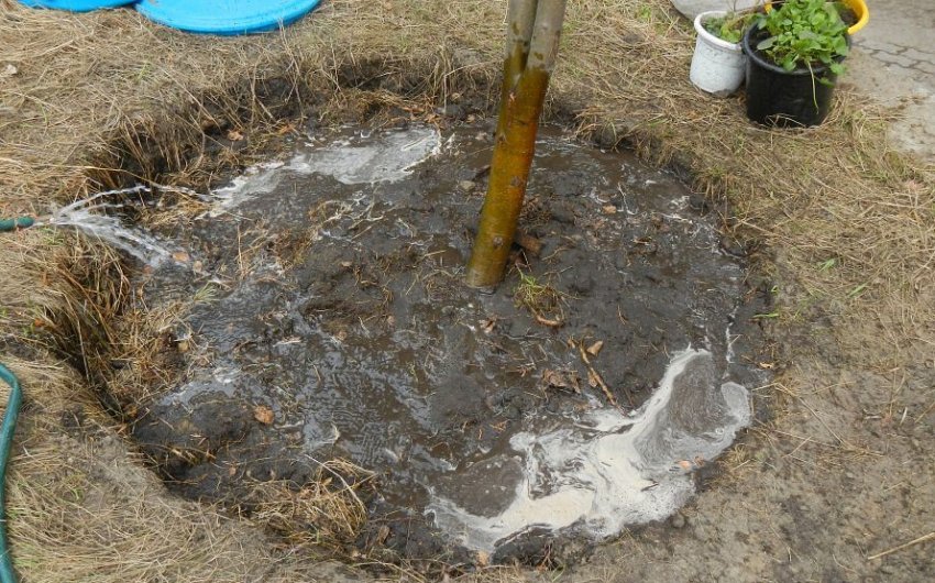 Полив сливи