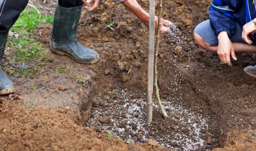 Підживлення сливи