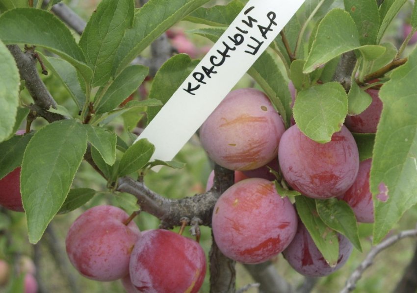 Зливу Червоний куля