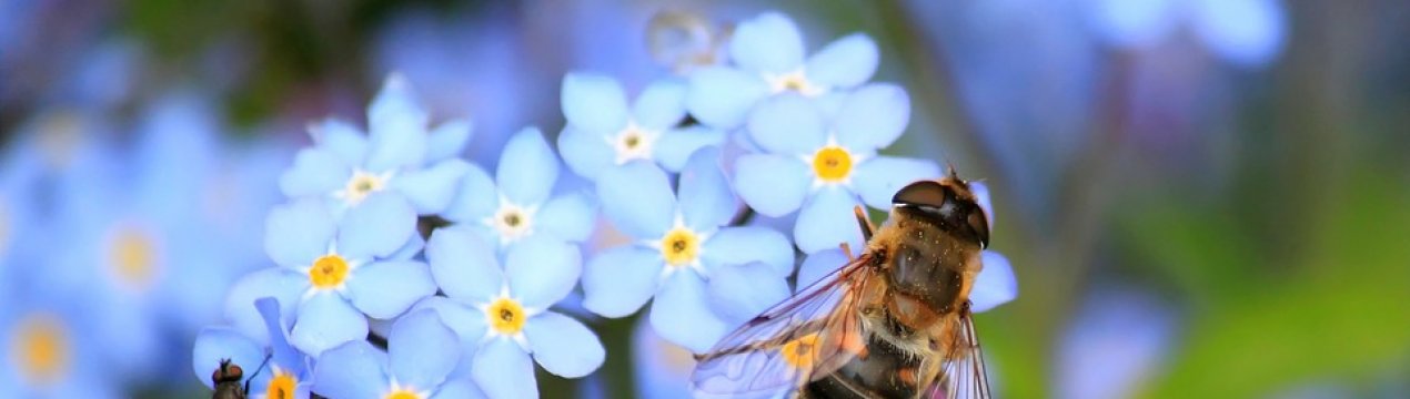 Через 100 років з лиця Землі можуть зникнути комахи