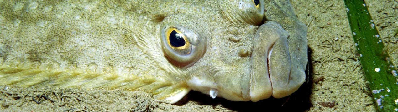 Вилов камбали близько Одеси тимчасово заборонено