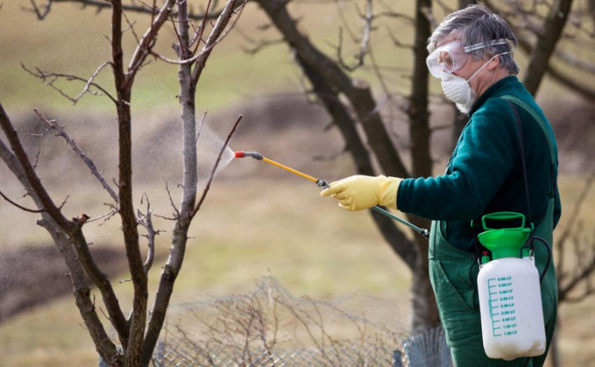 Обробка сливи від паразитів і хвороб