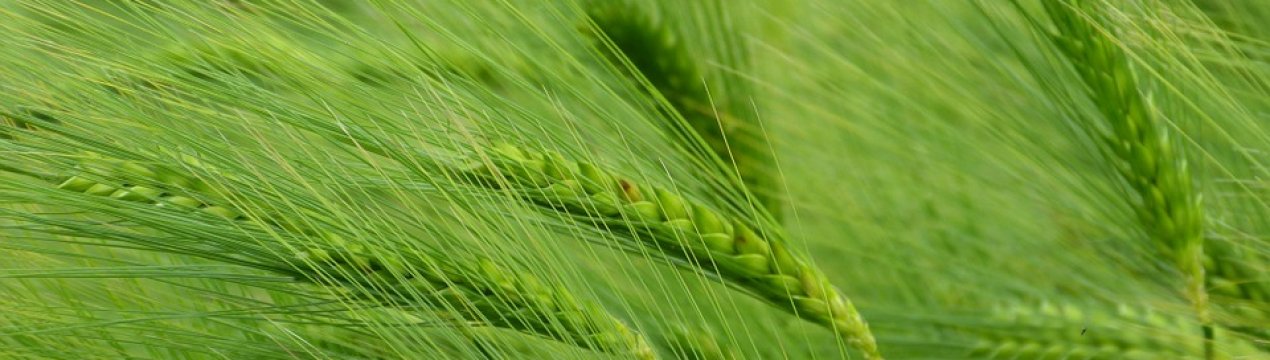 Пивоварний ячмінь — золота жила для українських фермерів. Його рентабельність на 15% вище звичайного