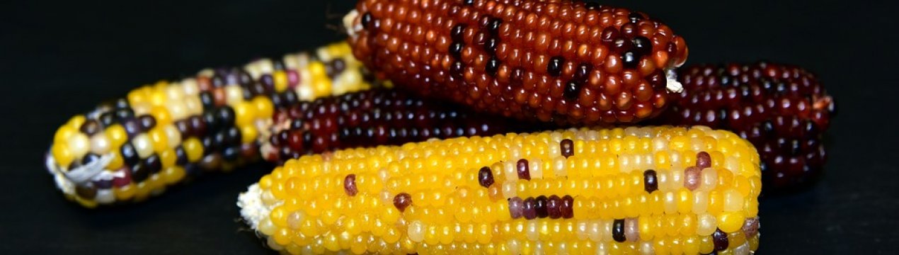 У Південній Африці на 26 % знизилося виробництво кукурудзи