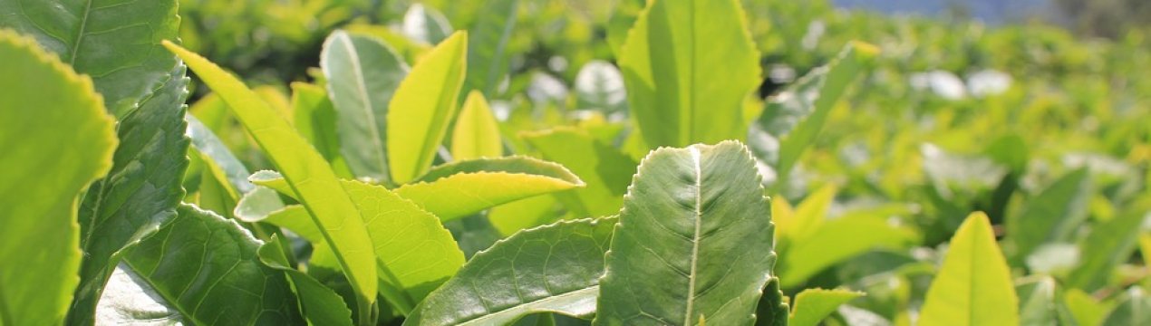 Чай з України: плантація близько Мукачево буде відроджена силами добровольців