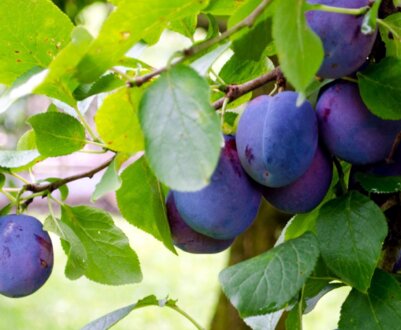 Вирощування та опис самоплодних сортів сливи