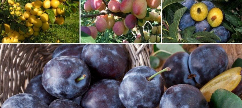 Самоплідні сорти слив Самоплідні сорти слив