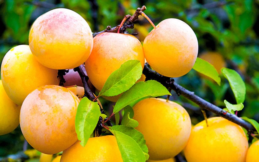 Жовта самоплідна зливу Жовта самоплідна зливу