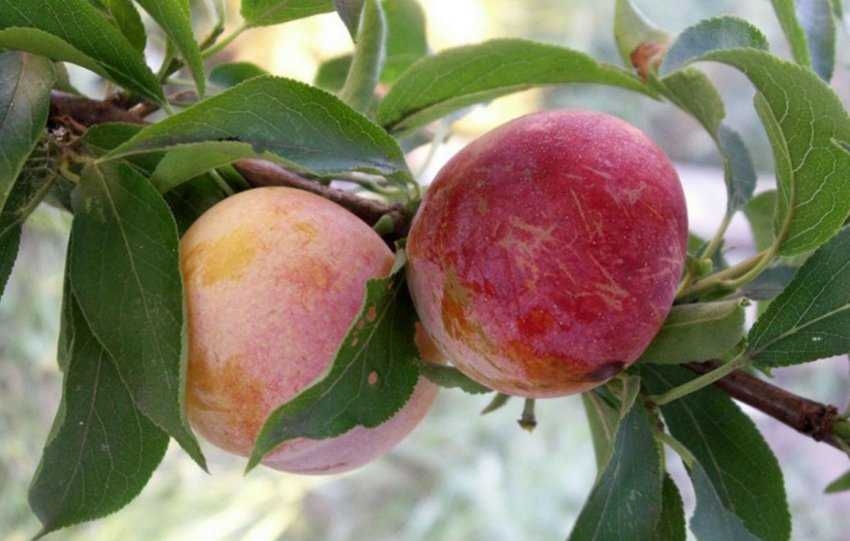 Зливу Пам'яті Тімірязєва Зливу Пам'яті Тімірязєва