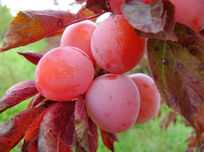 Зливу Орловська мрія Зливу Орловська мрія