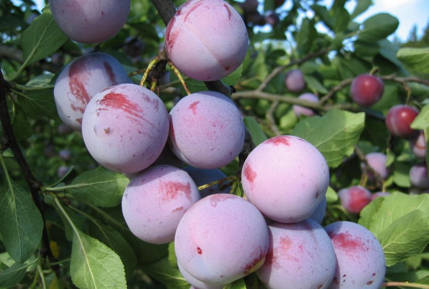 Зливу Ганна Шпет Зливу Ганна Шпет