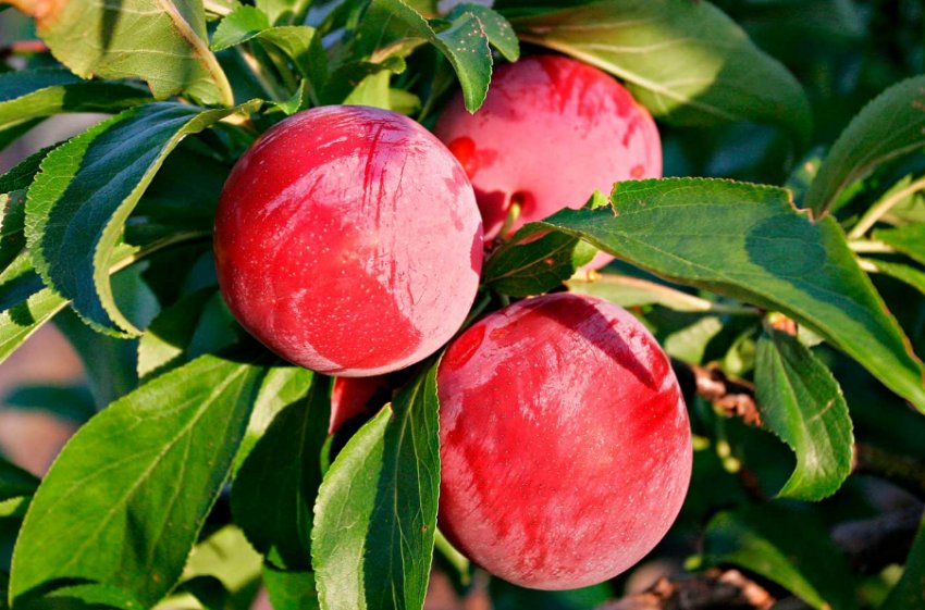 Зливу Червоний куля Зливу Червоний куля