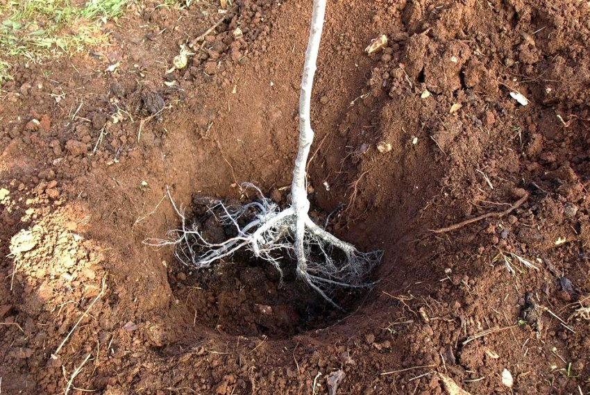 Посадка саджанця сливи Посадка саджанця сливи