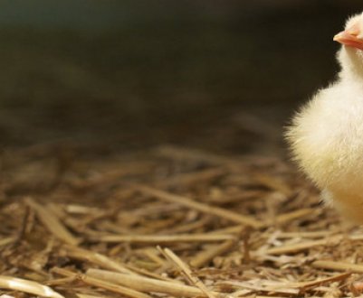 Вилуплення курчат: терміни, подальший догляд і годування, розвиток по днях