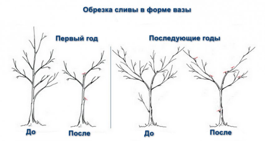 Можно ли летом обрезать. Обрезать сливу осенью схема. Обрезка алычи весной схема.