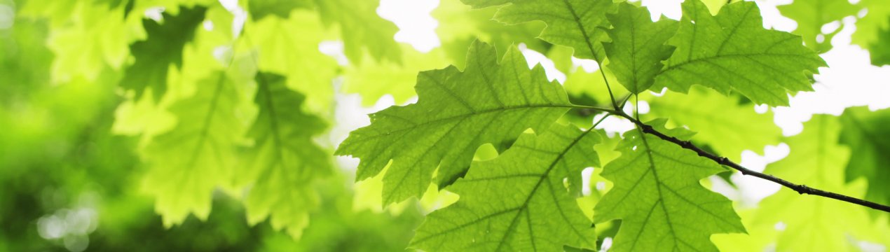 Де моє сонце? Волгоградський фермер знищив дев'ять дубів заради якісного сіна