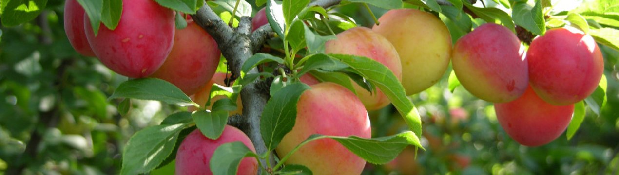 Особливості сливи сорту «Скороплодная»