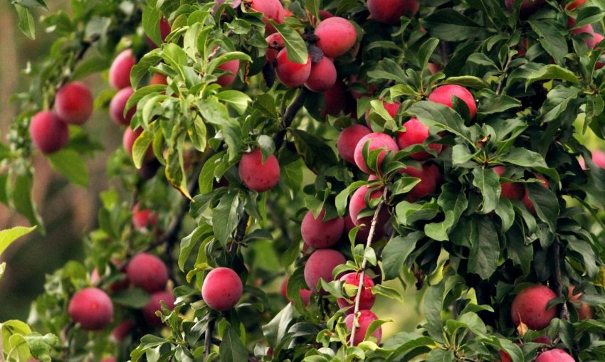 Зливу-запилювач сорт Червона куля