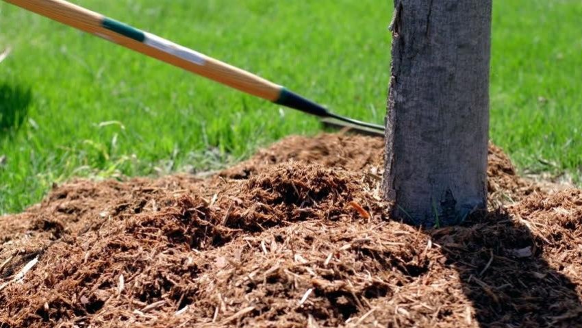 Мульчування грунту