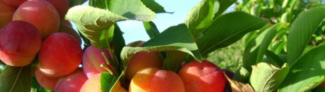 Особливості вирощування сливи Алтайської ювілейної та догляду за нею