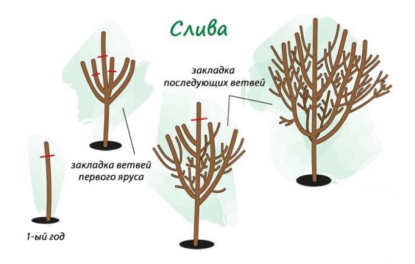 Обрізка сливи