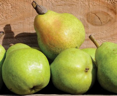 Особливості посадки і догляду за грушею Вільямс