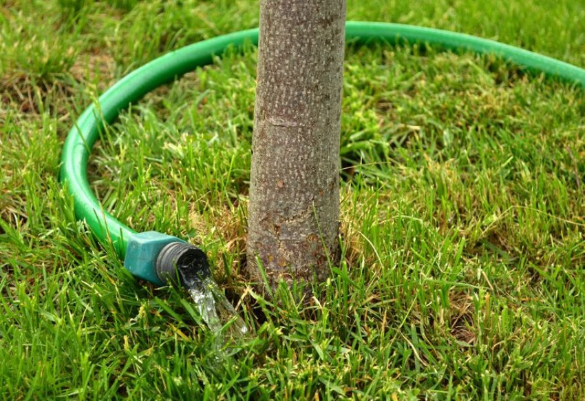 Полив сливи