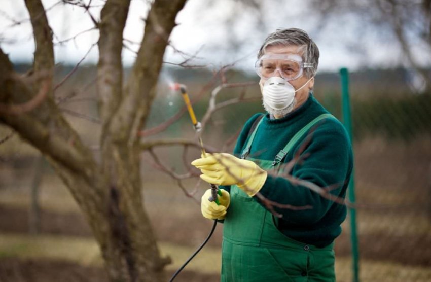 Обприскування сливи