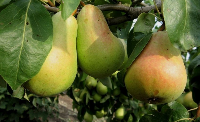 Груша Вільямс Літній Груша Вільямс Літній