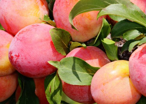 Особливості сорту сливи Персикова