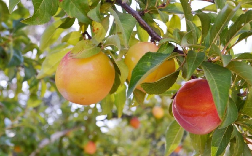 Зливу Персикова Зливу Персикова