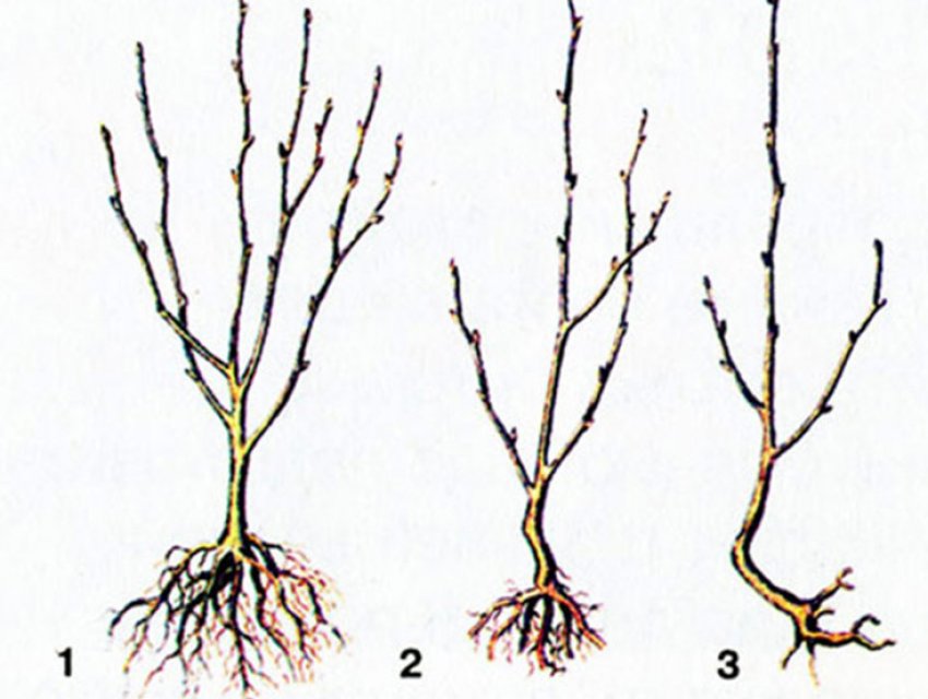 Вибір саджанців для посадки Вибір саджанців для посадки