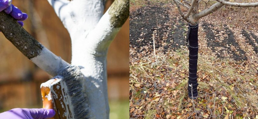 Підготовка груші до зими Підготовка груші до зими