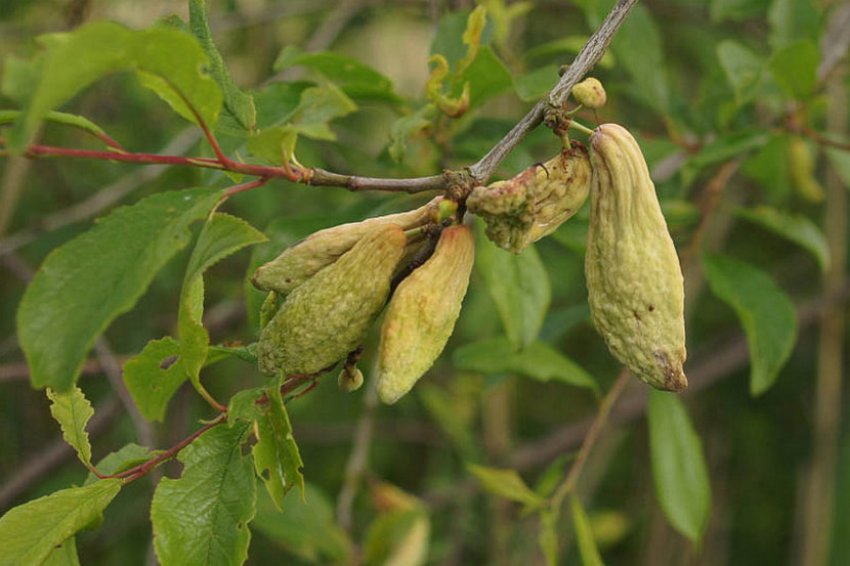 Сумчаста хвороба Сумчаста хвороба