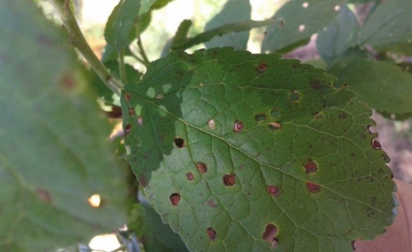 Клястероспоріоз Клястероспоріоз