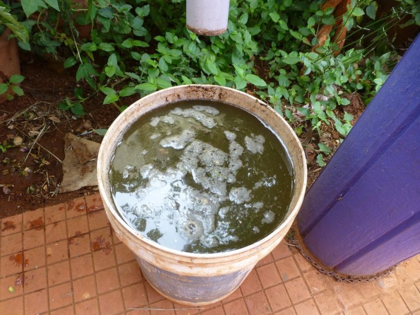 Добриво для сливи