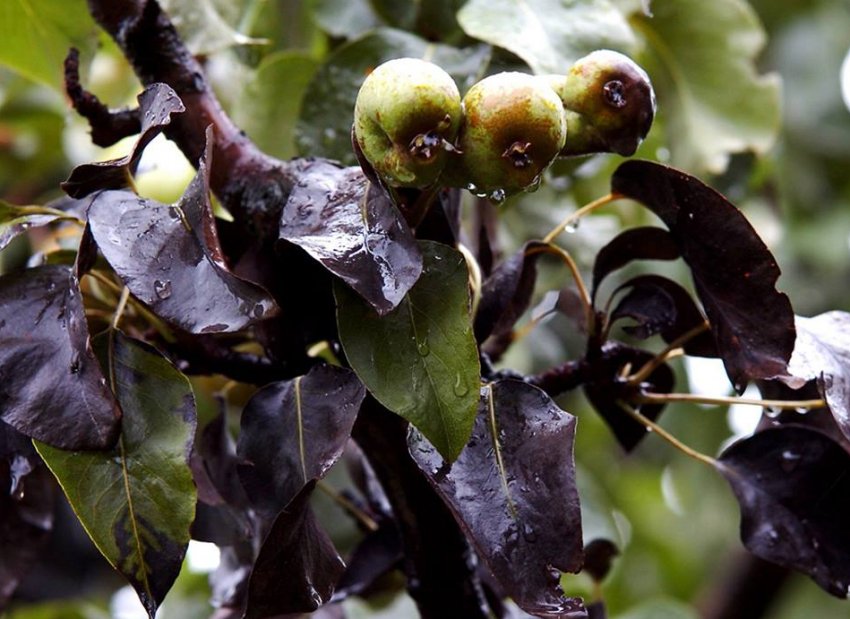 Бактеріальний опік Бактеріальний опік