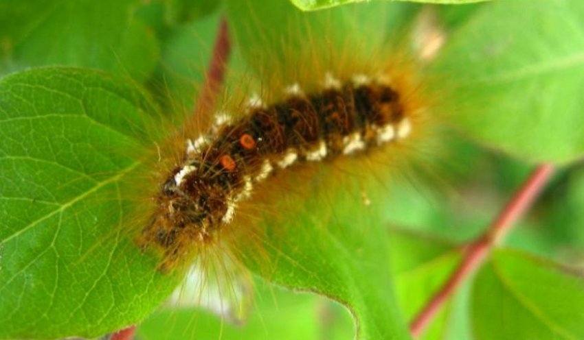 Золотогузка Золотогузка