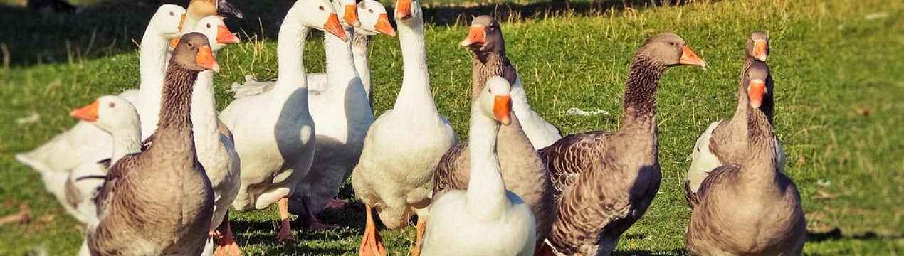 Рівненські гусеводы планують підкорити європейський ринок