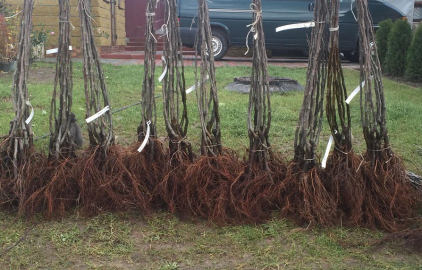 Саджанці груші Саджанці груші