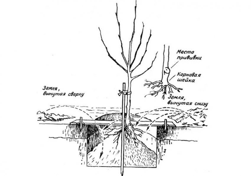 Схема посадки груші Схема посадки груші